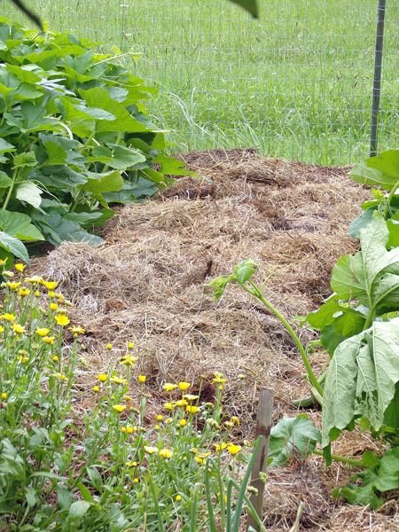 Big garden - south garlic area mulched crop July 2021.jpg