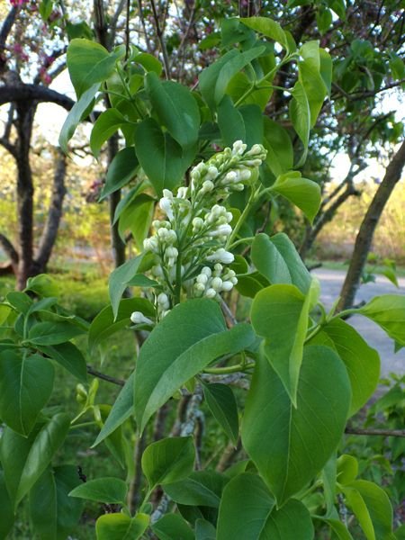 White lilac - not quite crop May 2023.jpg