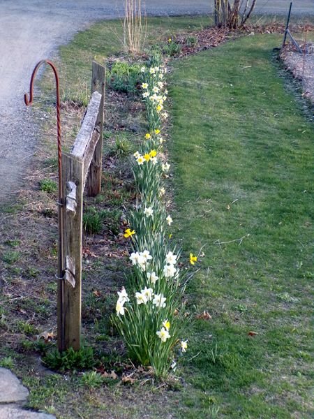 Fence gardens - daffs open in heat crop April 2024.jpg