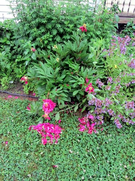 South Herb - rain wrecked peony crop June 2025.jpg