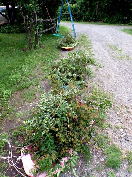 Spirea - 3 sleds of prunings crop June 2024.jpg