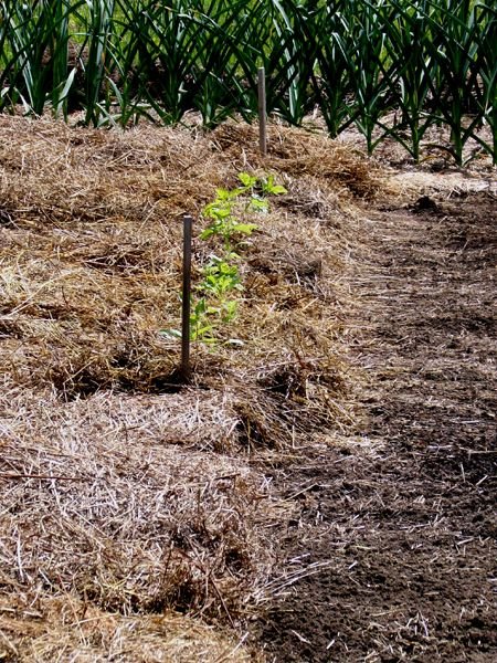 Big garden - basil south planted crop May 2024.jpg