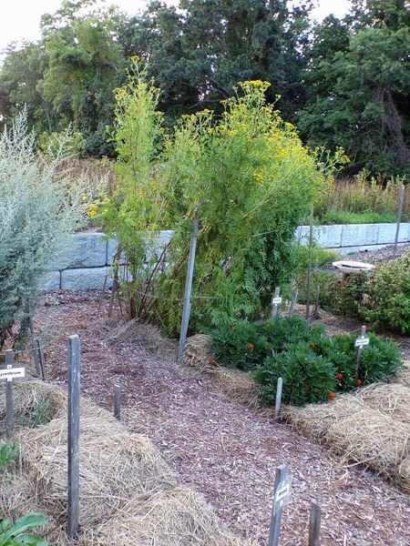 New Herb - Row 2, tansy crop August 2022.jpg