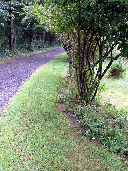 Fence forsythias pruned crop August 2024.jpg