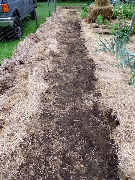 Big garden - garlic area before crop July 2024.jpg