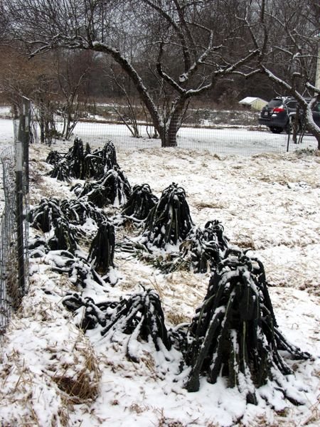 Big garden - kale in deep cold crop Dec 2024.jpg