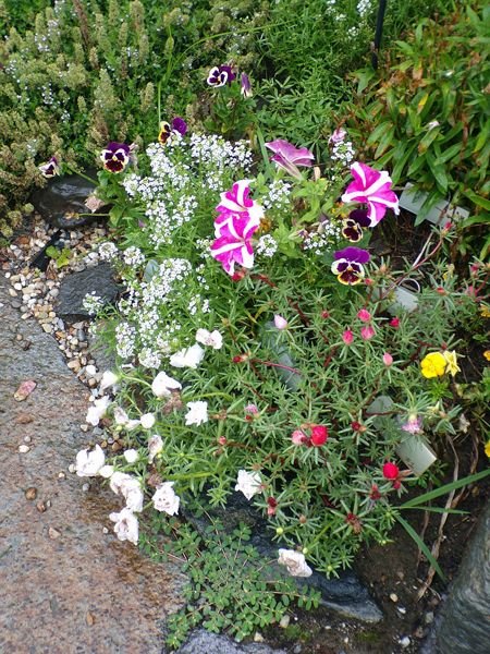 West of Steps - portulaca, petunia, allyssum, pansies crop August 2022.jpg