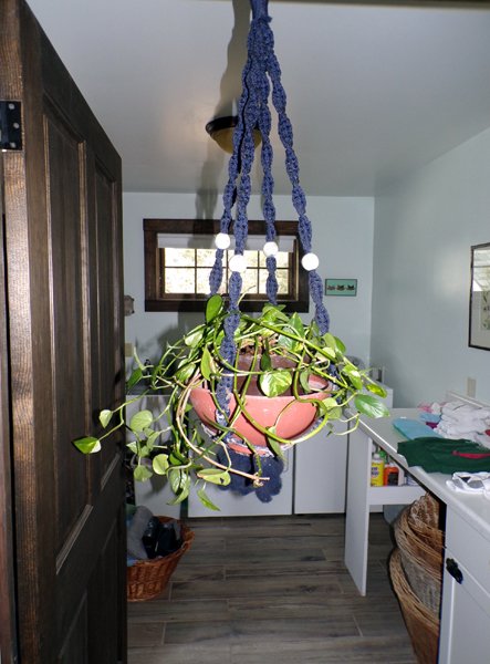 Pothos - finished crop Feb. 2023.jpg