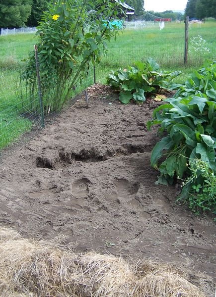 Big garden - cleaning out roots crop August 2019.jpg