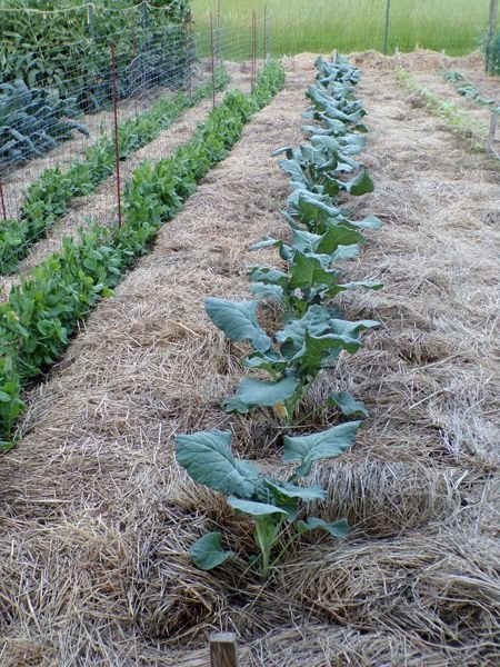 Big garden - peas and brocolli crop June 2022.jpg
