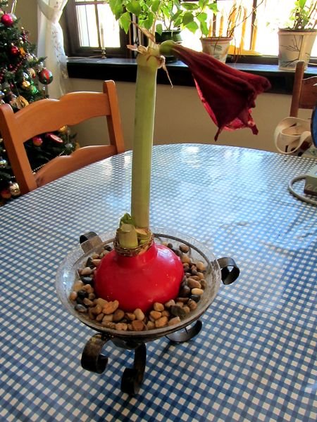 Amaryllis - last bloom crop Dec 2024.jpg