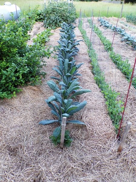 Big garden - lacinato kale crop June 2022.jpg