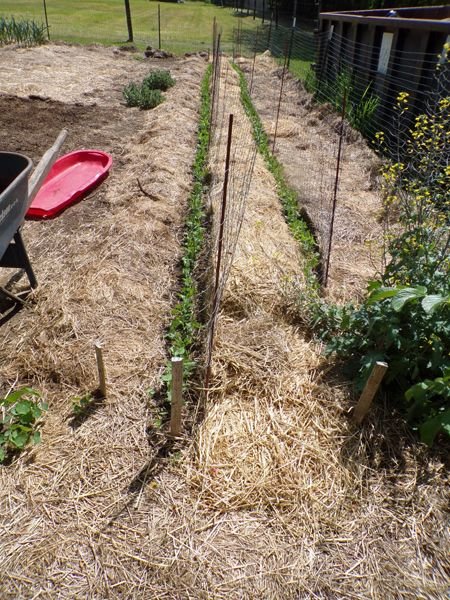 Big garden - peas crop May 2021.jpg