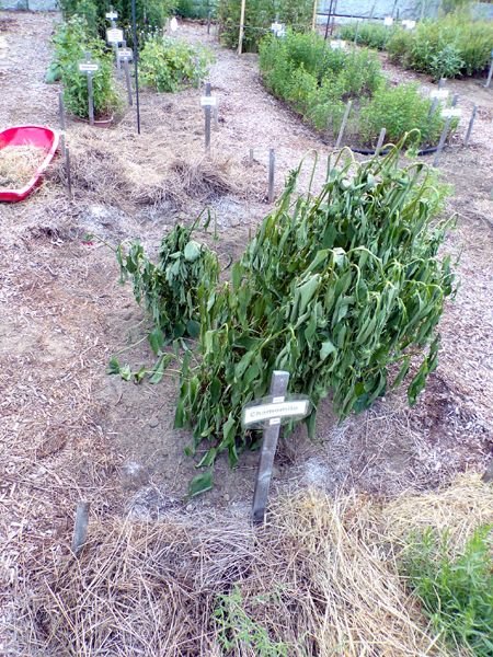 New Herb - Row 3, echinacea crop July 2023.jpg