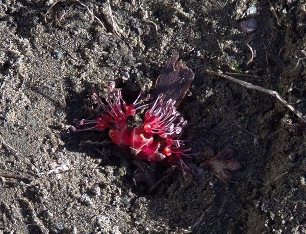 Maple flower crop April 2022.jpg