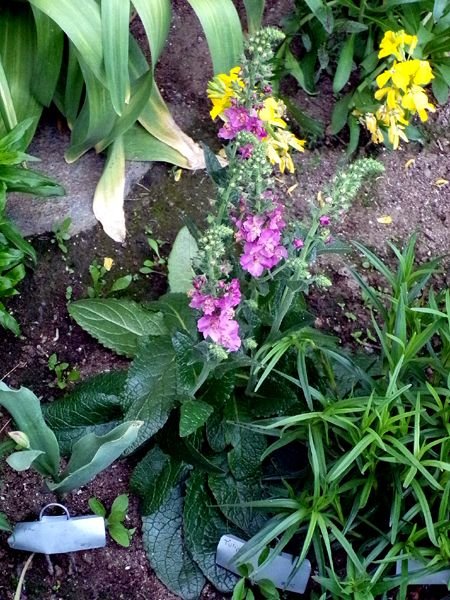 New West - verbascum flowers crop May 2024.jpg