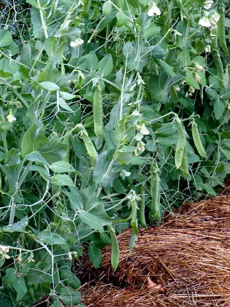 Small garden - green peas crop June 2024.jpg