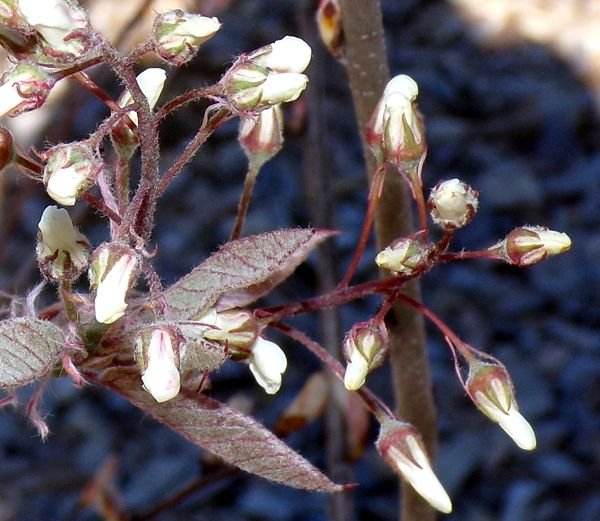 Little trees - serviceberry flowers crop April 2024.jpg