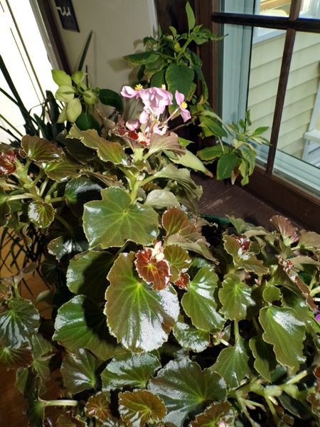 Begonia flowers crop April 2023.jpg