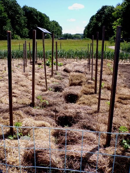 Big garden - tomatoes and peppers done crop May 2024.jpg