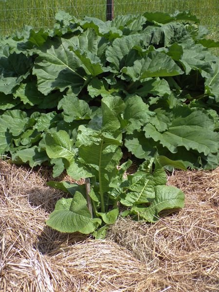 Big garden - horseradish and rhubarb crop June 2022.jpg