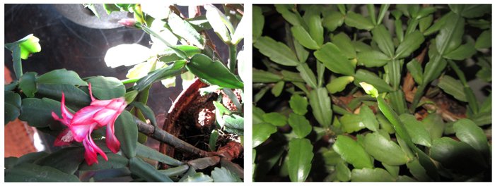 Christmas cactus2 flower and buds collage crop Nov 2024.jpg