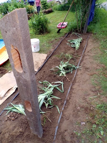 Seventh Fence - edging repaired crop June 2024.jpg