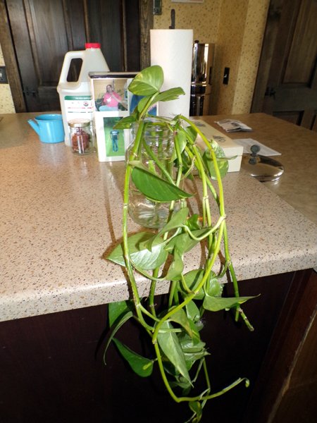 Pothos - cuttings crop Feb. 2023.jpg