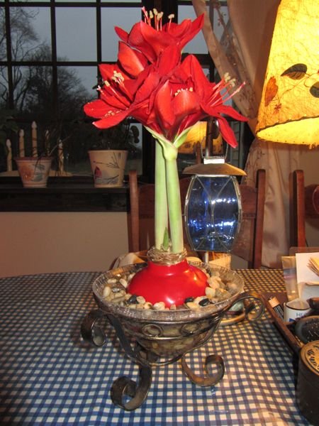 New amaryllis flowers crop Dec 2024.jpg