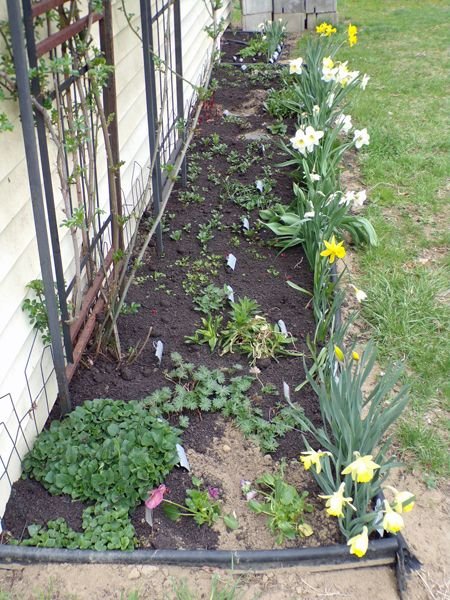 East Shed - pansies planted crop April 2021.jpg