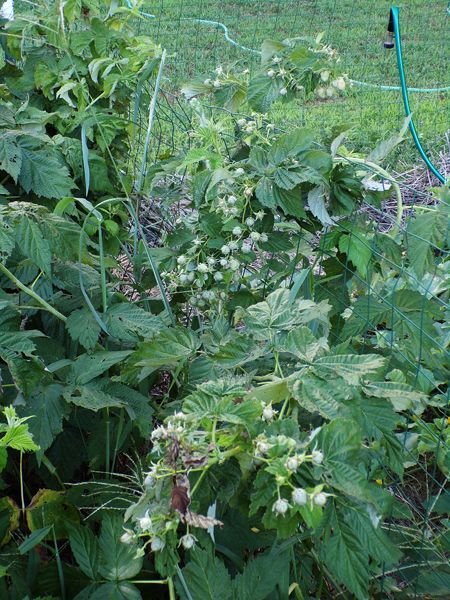 Anne raspberries - 2nd crop crop August 2022.jpg