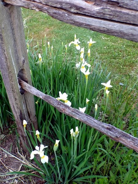 First Fence - white Siberian iris flowers crop May 2024.jpg
