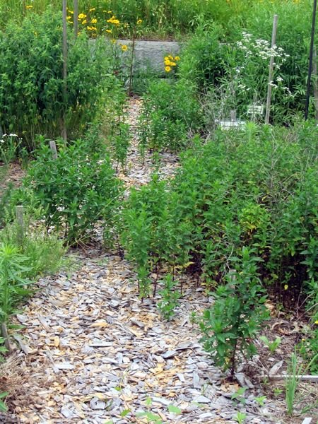 New Herb - Walkway 4 before crop June 2025.jpg