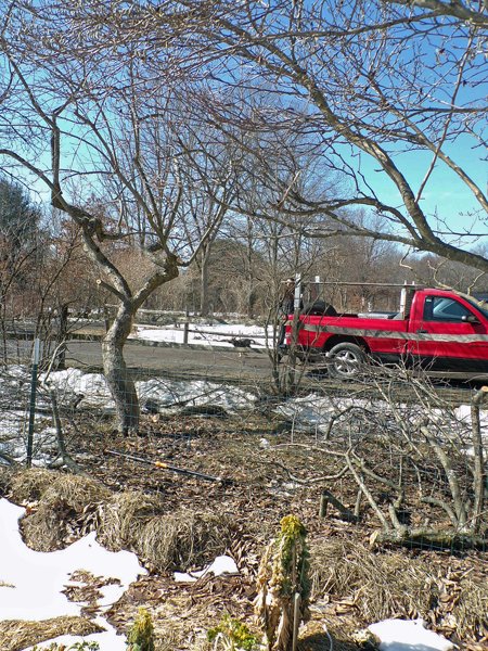 Pruning - crabapple and prunings crop March 2021.jpg