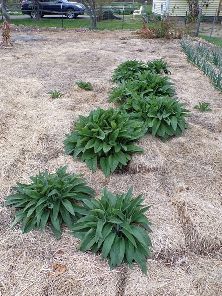 Big garden - comfrey crop April 2021.jpg