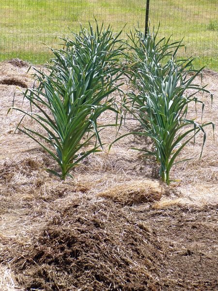 Big garden - southern garlic crop May 2021.jpg