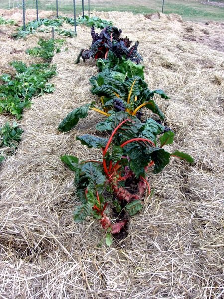 Big garden - Swiss chard crop Nov 2024.jpg