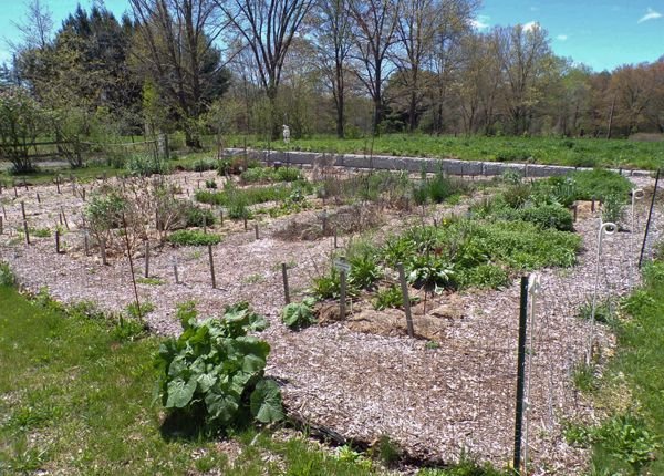 New Herb crop May 2021.jpg