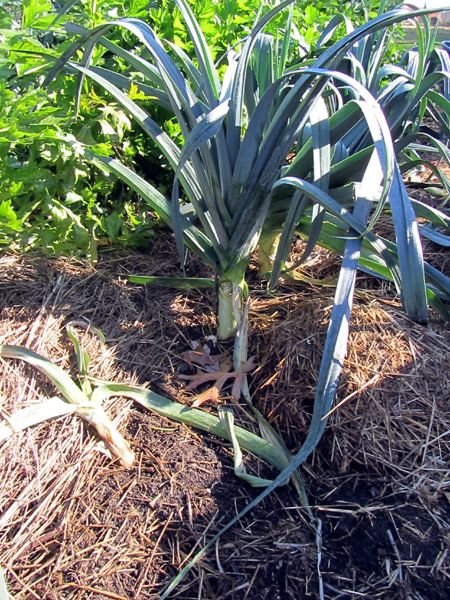 Big garden - leeks crop Oct 2024.jpg