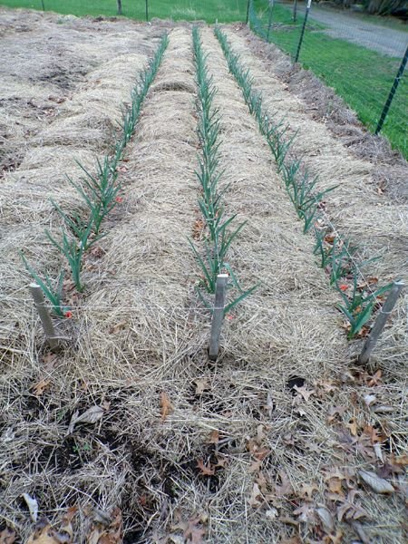 Big garden - garlic crop April 2023.jpg