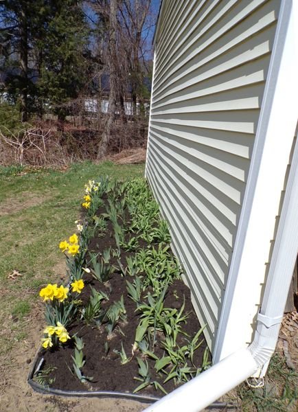 West Shed - compost on crop April 2021.jpg