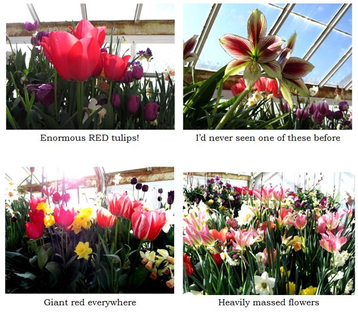 Smith Bulb Show collage1 text crop March 2025.jpg