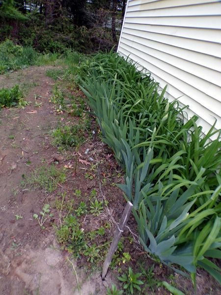 West Shed - slightly weeded crop May 2024.jpg