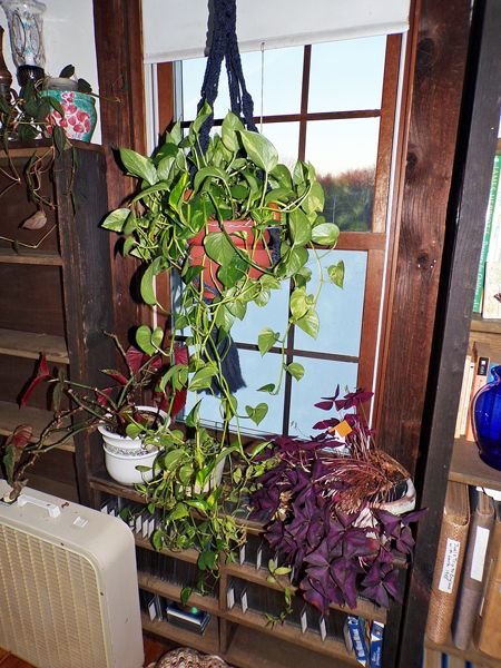 Begonia, pothos, oxalis, velvet leaf crop Jan. 2022.jpg