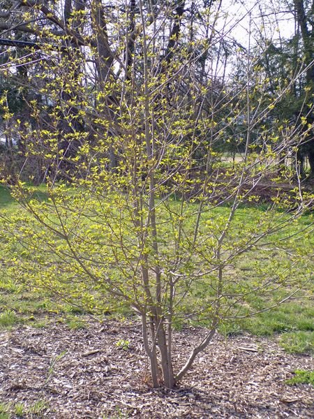 Kousa dogwood - new leaves crop April 2021.jpg