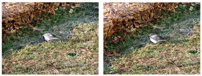 Junco collage crop Dec 2024.jpg