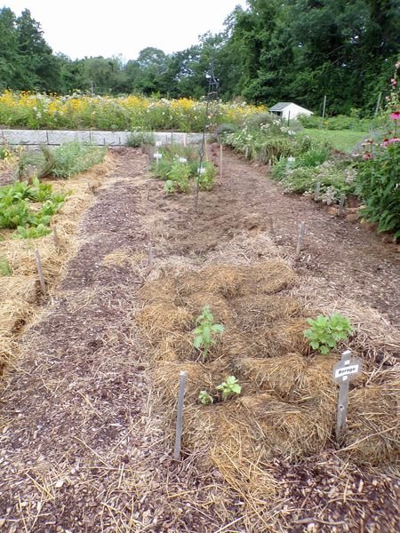 New Herb - Row 6, cleaned out crop July 2021.jpg