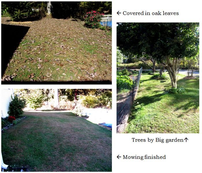 Yard cleanup collage text crop Oct 2024.jpg