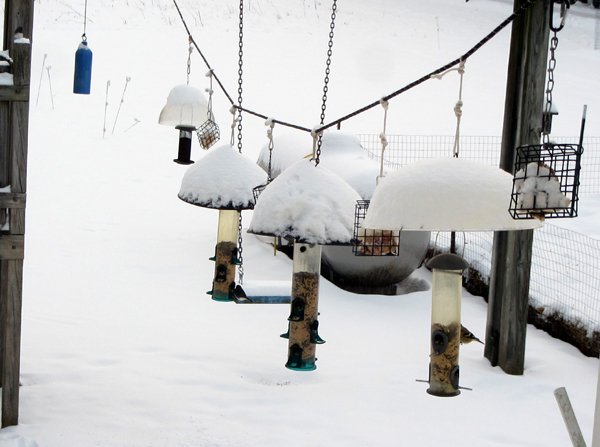 Snow capped feeders crop Feb 2025.jpg