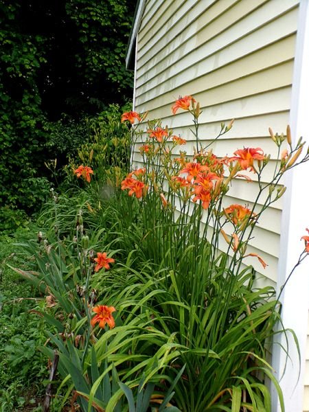 West Shed - daylilies crop June 2024.jpg